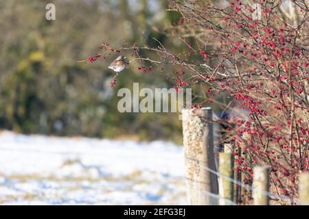 Feldfare (Turdus pilaris) auf Zweig des Weißdornbusches in einheimischen Hecken thront Beeren essen im Winter mit Schnee auf dem Boden - Schottland, Großbritannien Stockfoto