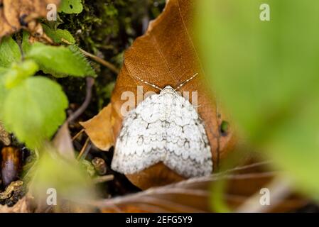 Die männlichen schwarzen Bögen oder die Nonne Motte (Lymantria monacha), die auf dem Blatt sitzen - Es wird als Waldpest angesehen und schädigt die Bäume, besonders die Kiefern Stockfoto