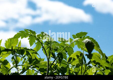 Blätter von Tomaten gegen den Himmel, Jungen Tomatenpflanzen am Morgen gegen den Himmel Stockfoto