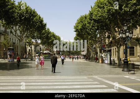 Bäume entlang der Straße, Barcelona, Spanien Stockfoto