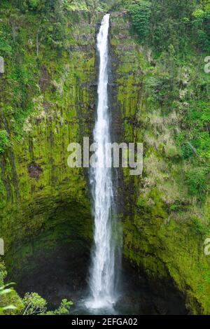 Wasserfall in einem Wald, Akaka Falls, Akaka Falls State Park, Hilo, Big Island, Hawaii Islands, USA Stockfoto