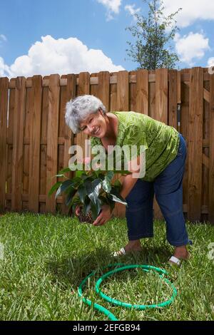 Porträt einer älteren Frau Pflanzung einer Pflanze Stockfoto