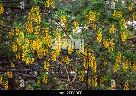 Wilde Laburnum-Blüten, Laburnum anagyroides Stockfoto