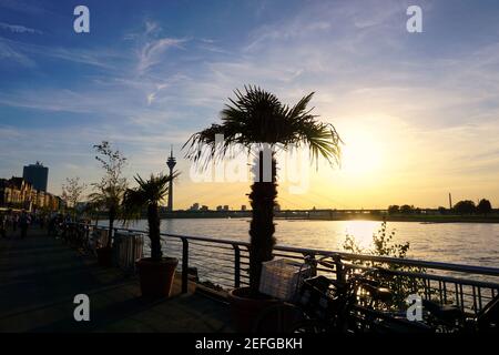 Sonnenuntergang am Rhein mit Palmen und dem Wahrzeichen Rheinturm im Hintergrund. Die Rheinpromenade ist eine beliebte Touristenattraktion. Stockfoto