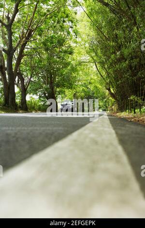 Straße, die durch einen Wald, Puerto Rico Stockfoto