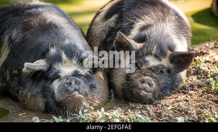 Kunekune (Sus scrofa domesticus) Schweine, die in einer Schlammpfütze einweichen, Mechanicsville, MD Stockfoto