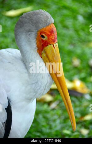 Gelbschnabelstorch, Holzstorch, Tantale ibis, Nimmersatt, Mycteria ibis, Vogelpark, Taman Burung, Kuala Lumpur, Malaysia, Südostasien Stockfoto