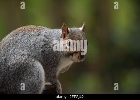 Ein graues Eichhörnchen auf einem Vogeltisch, Chipping, Preston, Lancashire. Stockfoto