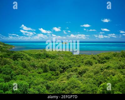 Blick auf Bäume am Meer, Crab Cay, Providencia, Providencia y Santa Catalina, San Andres y Providencia Department, Kolumbien Stockfoto