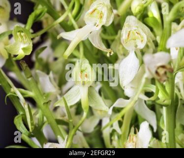 Hübsche Blumen von Platanthera auf dunklem Hintergrund für hübsche Stimmung Stockfoto