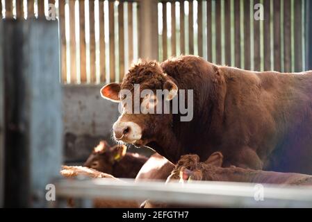 Ein Limousin-Stier in einem Gebäude, Derbyshire, Großbritannien. Stockfoto
