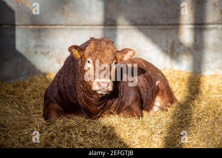 Ein junger Limousin-Stier, der in einem Strohhof in einem Gebäude in Derbyshire, Großbritannien, liegt. Stockfoto