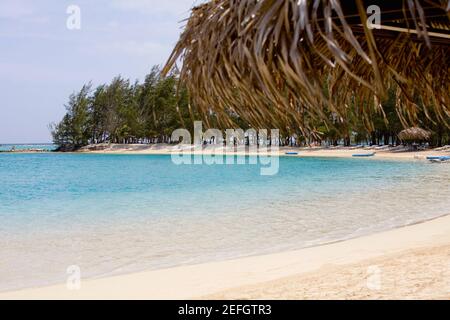 Bäume am Meer, Coral Cay, Dixon Cove, Roatan, Bay Islands, Honduras Stockfoto