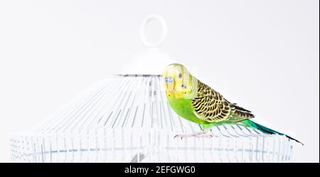 Heimischer grüner australischer Wellensittich, der frei oben auf seinem weißen Käfig sitzt und die Kamera anschaut. Isoliert auf weißem Hintergrund. Stockfoto