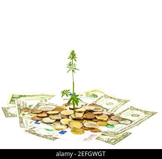 Wachsende Investitionen in Startup-Unternehmen. Konzept Bild, Pflanze wächst aus Geld. Isoliert auf weißem Hintergrund Stockfoto