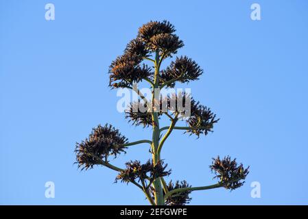 Zentrierpflanze getrocknet im Sommer, selektive Fokus. Stockfoto