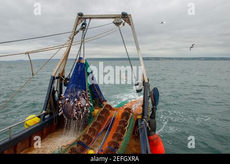 Ein Trawler schleppt sein Schleppnetz Kabeljau an Bord, mit einem vollen Fang mit vielen Katzenhaien (Dogfish) und Rochen. Lyme Bay, Südwestengland. Stockfoto