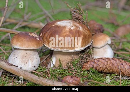 Steinpilze im Wald Stockfoto