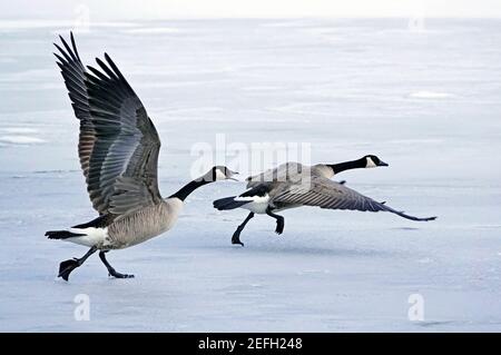 Ein Paarungspaar Kanadagänse hebt im Winter in Sunriver, Oregon, von einem vereisten Teich ab. Stockfoto