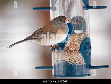 Ein dunkeläugiger Junco (Junco hyemalis), der einst Oregon Junco genannt wurde, an einem Vogelfutterhäuschen in Bend, Oregon. Stockfoto