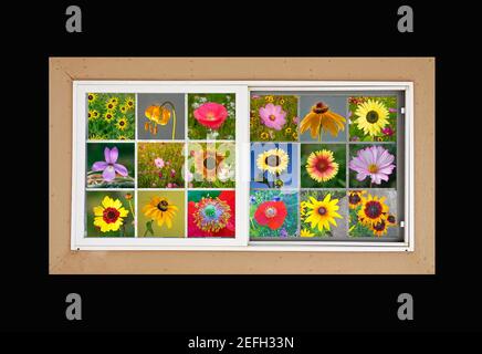 Ein Fenster voller farbenfroher Wildblumen aus den Rocky Mountains und den Cascades. Stockfoto