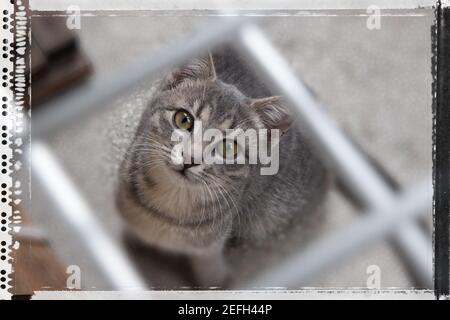 Captive Kätzchen hinter Gittern. Stockfoto