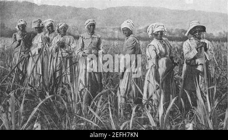 Foto des frühen 20th. Jahrhunderts von jamaikanischen Frauen, die in Zucker arbeiten Cane Felder in der Blue Mountain Region von Jamaika circa Anfang 1900s während der Zeit, als die Insel war ein Britische Kolonie Stockfoto