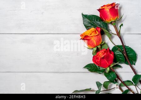 Drei rote und gelbe Rosen auf hellem Holzhintergrund mit Kopierraum. Layout für Design Stockfoto