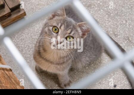 Captive Kätzchen hinter Gittern. Stockfoto