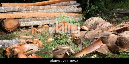 Wertvolle Kokospalmen für Baumstämme und Holz, Menschen verursacht Schäden an Mutter Natur Konzept geschnitten. Stockfoto