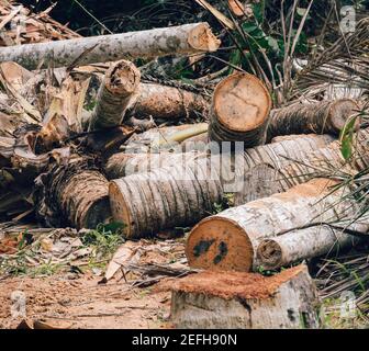 Wertvolle Kokospalmen für Baumstämme und Holz, Menschen verursacht Schäden an Mutter Natur Konzept geschnitten. Stockfoto