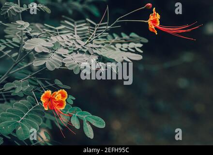 Zwerg Poinciana Blumen isoliert vor dunklem Hintergrund Seitenansicht. Stockfoto