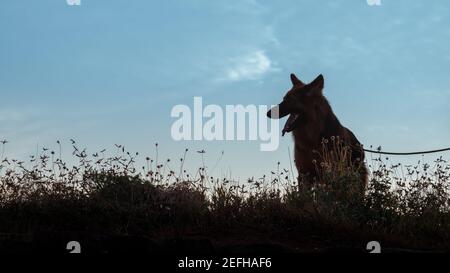 German Shepard Silhouette Foto im Gras Feld niedrigen Winkel, leashed PET Mund geöffnet und Zunge aus genießen den Spaziergang und die Zeit mit der Maste Stockfoto