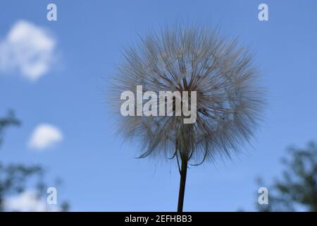 Großer Löwenzahn auf einem Hintergrund von Wolken. Konzeptionelles Foto. Platz für Text kopieren. Eine schöne weiße Löwenzahn Blume mit einem blauen Himmel Hintergrund. Tarax Stockfoto