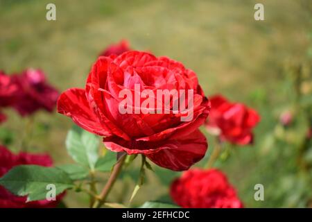 Rote Rosen Sträucher blühen im Sommergarten. Viele kleine rote Rosen in der Sonne. Schönes Bouquet von kleinen Rosen auf verschwommenem Hintergrund. Pflege Stockfoto
