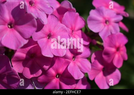 Pink Phlox. Lila Blüten Phlox paniculata. Blühender Zweig der purpurnen Phlox im Garten an einem sonnigen Tag. Speicherplatz kopieren. Weicher, unscharfer selektiver Fokus. Stockfoto