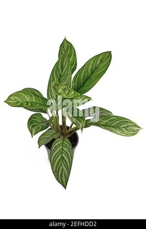 Tropische 'Aglaonema Stripes' Zimmerpflanze mit langen Blättern mit silbernem Streifen Muster in Blumentopf isoliert auf weißem Hintergrund Stockfoto