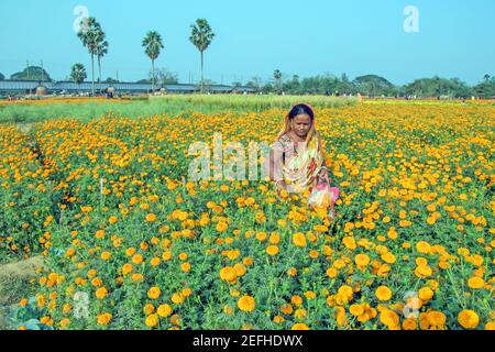 Frau Bäuerin, die in den Blumenfeldern von Khirai, einer landwirtschaftlichen Region nahe westlich von Midnavore Bezirk von West Bengal, Indien arbeitet. Stockfoto