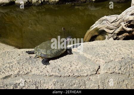 Schildkröten, die sich auf einem Felsen in der Nähe des Teiches sonnen. Gruppe Schildkröten in der Sonne auf Teich. Wasserschildkröten ruhen auf einem Felsen aus dem Wasser Stockfoto