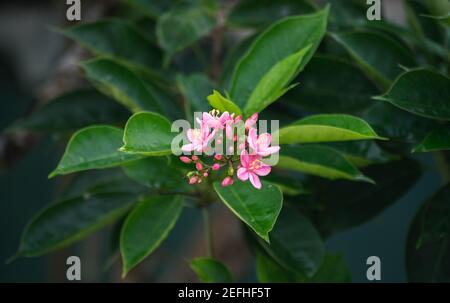 Bündel von lebendigen gesättigten rosa farbigen Wildblumen Ansicht von oben Nahaufnahme Foto. Stockfoto