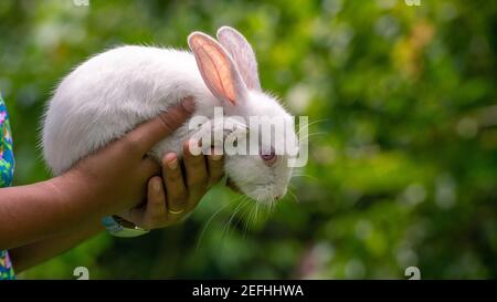 Flauschiges und entzückendes Albino-weißes Kaninchen mit roten Augen, das auf den Händen eines jungen Mädchens ruht, Licht, das durch lange Ohren hindurch durchzieht, lässt Venen sichtbar werden, Stockfoto