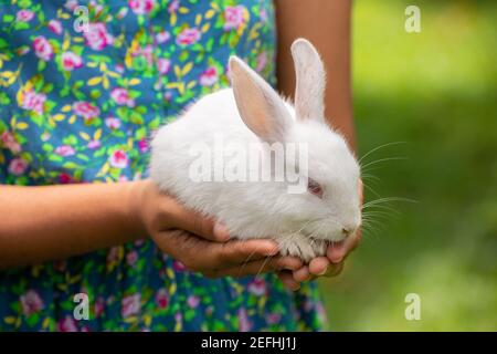 Flauschiges und entzückendes Albino-weißes Kaninchen mit roten Augen ruht auf der Wärme der Hände eines jungen Mädchens, Licht, das durch lange Ohren geht, macht Adern sichtbar Stockfoto