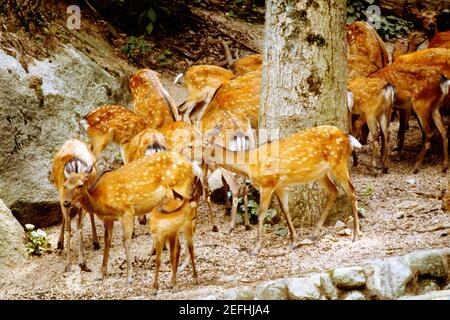 Gruppe von Hirschen in der Nähe eines Baumstammes, zahme Hirsche, Itsukushima-Schrein, Miyajima, Japan Stockfoto