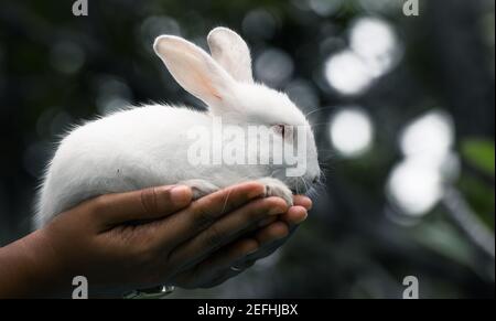 Flauschiges und entzückendes Albino-weißes Kaninchen mit roten Augen, das auf den Händen eines jungen Mädchens ruht, Licht, das durch lange Ohren hindurch durchzieht, lässt Venen sichtbar werden, Stockfoto