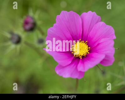 Nahaufnahme blühenden Garten Kosmos, Cosmos bipinnatus oder mexikanischen Aster. Einzelne Makro perfekte rosa Blume auf grünem Bokeh Hintergrund. Selektiver Fokus. Stockfoto