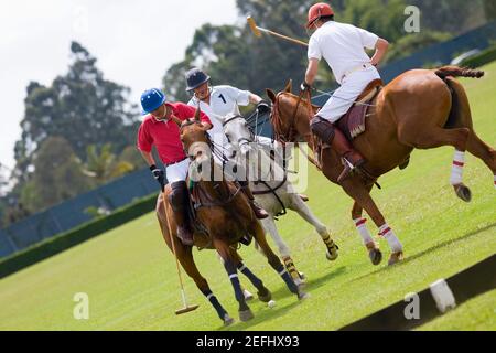 Drei Polo-Spieler spielen Polo Stockfoto