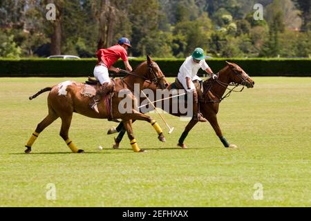 Zwei Spieler spielen Polo Polo Stockfoto