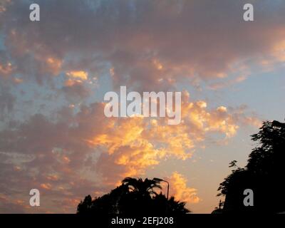 Niedrige Ansicht von bewölkten Wolken über Bäumen Stockfoto