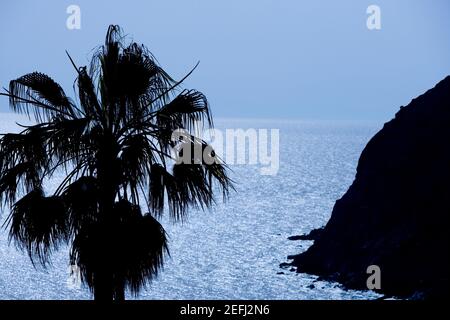 Silhouette eines Baumes, Italienische Riviera, Ligurien, Italien Stockfoto