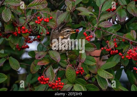 Rotflügel-Turdus iliacus ernährt sich von Cotoneaster-Beeren. Winter Stockfoto